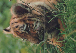 TIGRE GATO GRANDE Animales Vintage Tarjeta Postal CPSM #PAM028.ES - Tigers