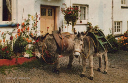 ÂNE Animaux Vintage Antique CPA Carte Postale #PAA035.FR - Burros