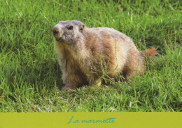 LOUTRE Animaux Vintage Carte Postale CPSM #PBS912.FR - Other & Unclassified