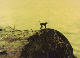 AFFE Tier Vintage Ansichtskarte Postkarte CPSM #PAN993.DE - Monkeys