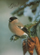 VOGEL Tier Vintage Ansichtskarte Postkarte CPSM #PAN404.DE - Vögel