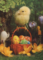 PASCUA POLLO HUEVO Vintage Tarjeta Postal CPSM #PBP150.ES - Ostern