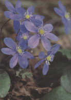 FIORI Vintage Cartolina CPSM #PAS498.IT - Flowers