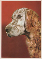 CANE Animale Vintage Cartolina CPSM #PAN796.IT - Perros