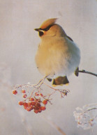UCCELLO Animale Vintage Cartolina CPSM #PAN096.IT - Pájaros