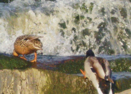 VOGEL Tier Vintage Ansichtskarte Postkarte CPSM #PBR534.DE - Vögel