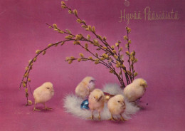 PASQUA POLLO Vintage Cartolina CPSM #PBO963.IT - Easter