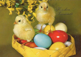 PASQUA POLLO UOVO Vintage Cartolina CPSM #PBO901.IT - Easter