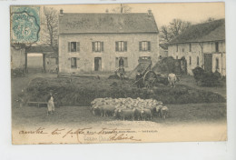 MAULE - Ferme De Bois-Henri - Intérieur (troupeau De Moutons ) - Maule