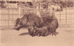 Antwerpen Dierentuin Thibetaansche Jack Yack Du Tibet - Antwerpen