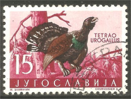 XW01-3130 Yougoslavie Bird Vogel Uccello Coq Rooster Tetras Buhn - Gallinaceans & Pheasants