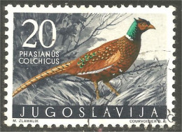 XW01-3131 Yougoslavie Bird Vogel Uccello Faisan Collier Ring-necked Pheasant - Hoendervogels & Fazanten