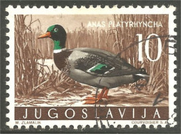 XW01-3129 Yougoslavie Oiseau Canard Bleu Blue Duck Bird Ente Anatra Pato - Ducks