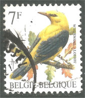 XW01-3115 Oiseau Bird Uccello Vogel Loriot Oriole - Otros & Sin Clasificación