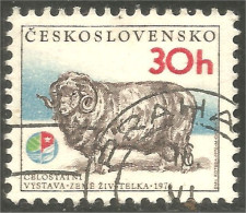 XW01-3001 Ceskoslovensko Elevage Mouton Schapen Pecora Oveja Sheep Rammen Ariete - Autres & Non Classés