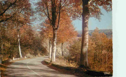 87 - Haute Vienne - Limousin - Autone En Limousin - Forêt - Carte Dentelée - CPM - Voir Scans Recto-Verso - Aixe Sur Vienne