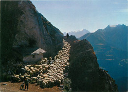 Animaux - Moutons - Schafe Auf Der Alp - CPM - Voir Scans Recto-Verso - Sonstige & Ohne Zuordnung