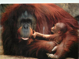 Animaux - Singes - Orang-Outan Mother And Young - Collection Animal World - CPM - Voir Scans Recto-Verso - Singes