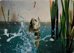 Animaux - Poissons - Suisse - Museum De Genève - Truite - Art Peinture - CPM - Voir Scans Recto-Verso - Poissons Et Crustacés