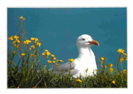 Animaux - Oiseaux - Mouette - CPM - Voir Scans Recto-Verso - Vogels