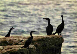 Animaux - Oiseaux - Cormorans - CPM - Voir Scans Recto-Verso - Vögel