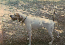 Chiens - CPM - Voir Scans Recto-Verso - Hunde