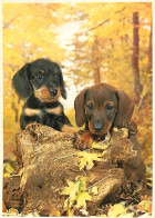 Chiens - CPM - Voir Scans Recto-Verso - Chiens