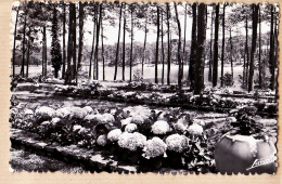 21481 / Hortensia CHIBERTA COUNTRY CLUB Vue Lac Foret Euskadi CPSM 1950s Pyrénées Atlantiques - BROMO LAVIELLE 791 - Andere & Zonder Classificatie