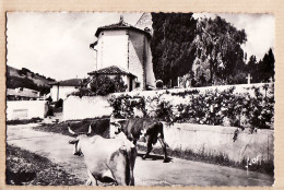 21362 /⭐ ◉ LOUHOSSOA Euskadi PAYS BASQUE Vaches Entrée Village 1950s - YVON N°2883 - Basses Pyrenees - Autres & Non Classés