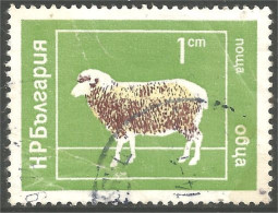XW03-0011 Bulgarie Mouton Schapen Pecora Oveja Sheep Rammen Ariete - Sonstige & Ohne Zuordnung