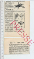 Doc 1908 Cerf-volant Jeu Kite Cerfs-volants Français Japonais Insecte Genre Lucane 231ZA3 - Unclassified