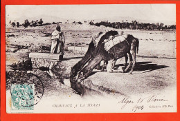 36433 / ⭐ Chameaux à La SEGUIA Algérie Alger 16-02-1904 à Anne TOUCHE Gendarmerie Bastia NEURDEIN ND 16 - Scènes & Types