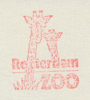 Meter Cut Netherlands 1996 Giraffe - Zoo Rotterdam - Andere & Zonder Classificatie
