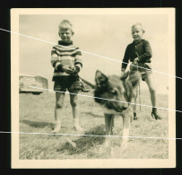 Orig. Foto 1962 Hübsche Jungen Führen Hund Aus, Sweet Young Boys Go For A Walk With The Dog - Personas Anónimos