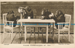 R129821 Young Chimpanzees At Tea. F. W. Bond - Monde