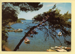 83. LA COTE D'AZUR VAROISE (bateaux) (voir Scan Recto/verso) - Other & Unclassified