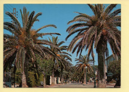 83. SANARY-SUR-MER – Port-Issol – Allée De Palmiers (voir Scan Recto/verso) - Sanary-sur-Mer