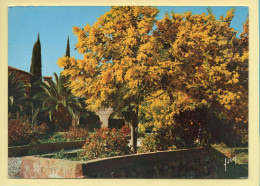 83. Printemps Aux Environs De SAINT-TROPEZ / Mimosas / Fleurs (voir Scan Recto/verso) - Saint-Tropez