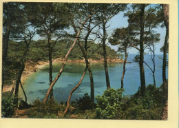 83. ILE DE PORQUEROLLES – Plage De L'Alycastre (voir Scan Recto/verso) - Porquerolles