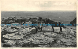 R129843 Dartmoor Ponies. Photochrom. No 73014. 1939 - Wereld