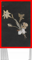 CPA  FLEURS.  Véritable Edelweiss.. S475 - Fleurs