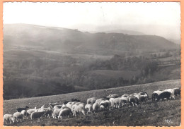 Ppgf/ CPSM Grand Format - CORREZE - ENVIRONS DE BUGEAT - MOUTONS AU PATURAGE - Other & Unclassified