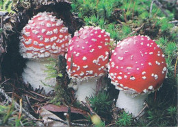 Amanita Muscaria, Mushrooms, AG TYP, Czech Rep.,  2015. 90 X 65 Mm - Petit Format : 2001-...