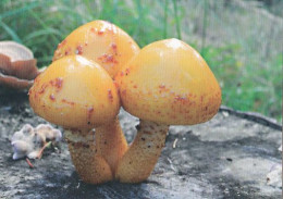 Pholiota Adiposa, Mushrooms, AG TYP, Czech Rep.,  2015. 90 X 65 Mm - Tamaño Pequeño : 2001-...