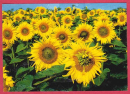 AD668 FANTAISIES FLEURS LES TOURNESOLS DALLIERS - Fleurs