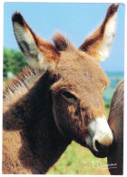 ANIMAUX, ANE, PHOTO DEBAISIEUX - Donkeys
