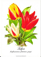 Tulipa - Blumen