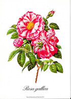 Rosa Gallica - Fleurs