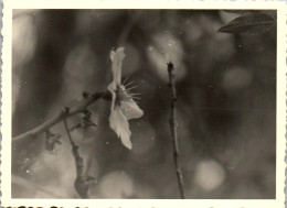 Photographie Photo Vintage Snapshot Amateur Fleur  - Andere & Zonder Classificatie