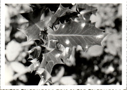 Photographie Photo Vintage Snapshot Amateur Fleur Houx Gui - Altri & Non Classificati